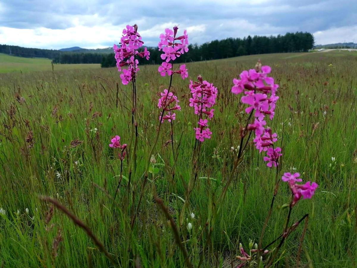 Zlatibor Hills Royal Lejlighed Eksteriør billede